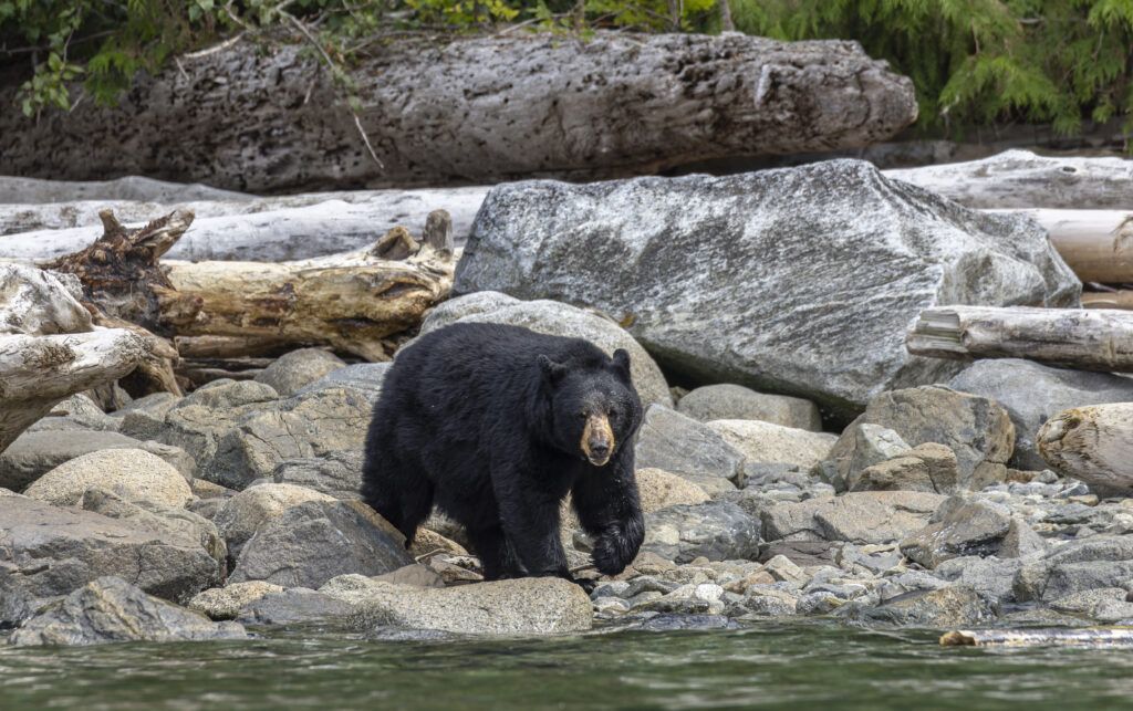 grizzly bear tours campbell river