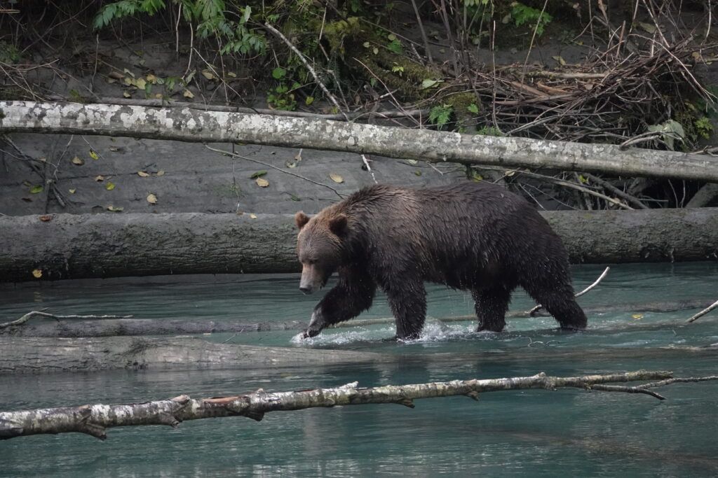 Grizzly Bear walking in shallow water between fallen trees