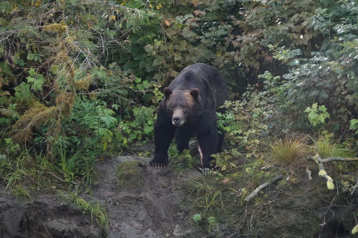 Dark coloured Grizzly Bear on a river bank between leaves 