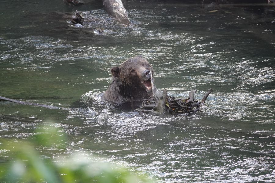 Grizzly Bear in the water with its mouth wide open chewing on a submerged tree
