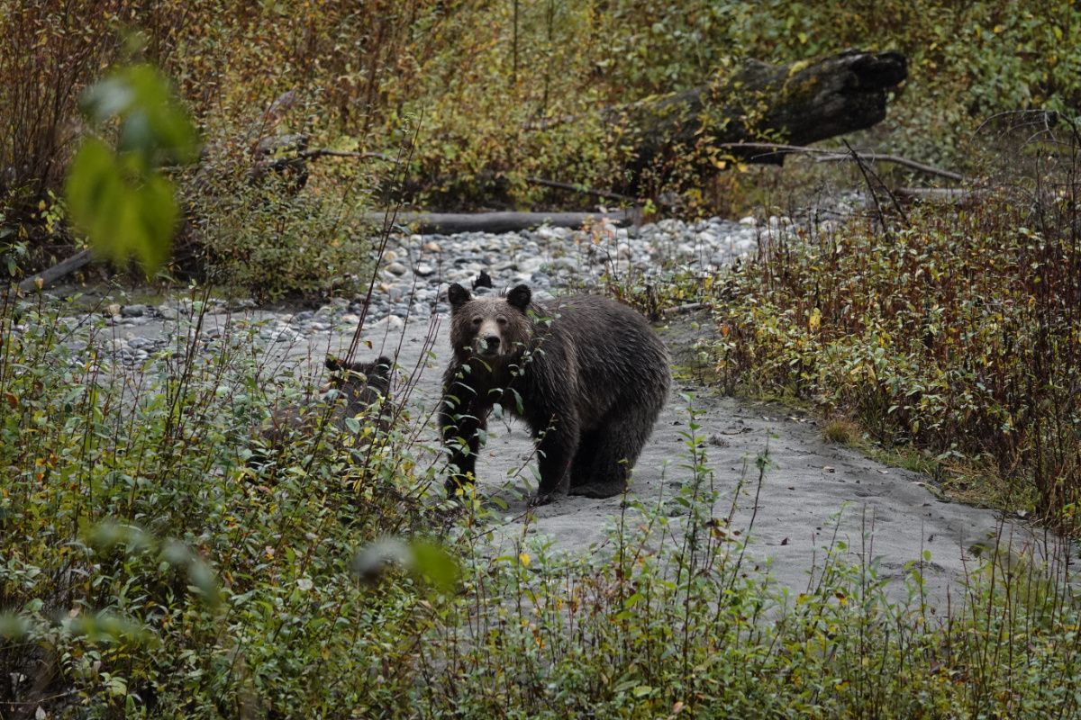 Sow bear in a sandy patch on among foliage. The top of a cubs head is poking out beside her.