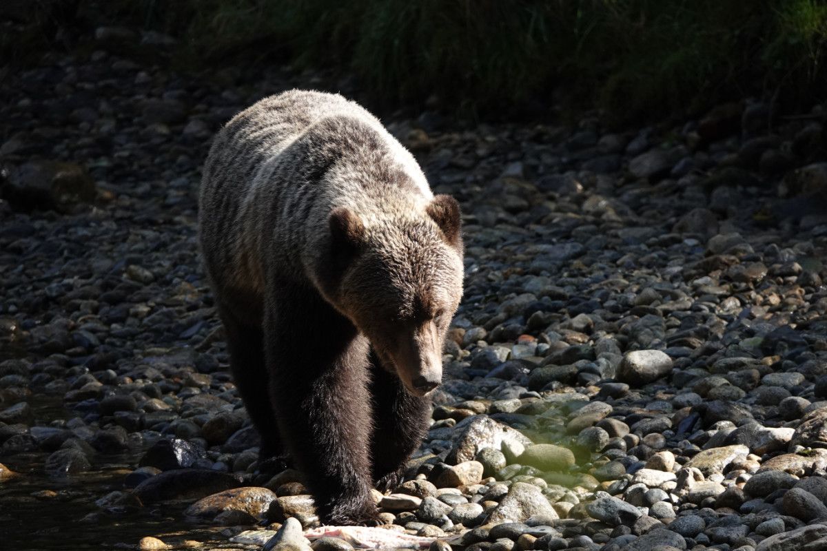 Grizzly bear with sun shining on its back walking along the rocky river shore