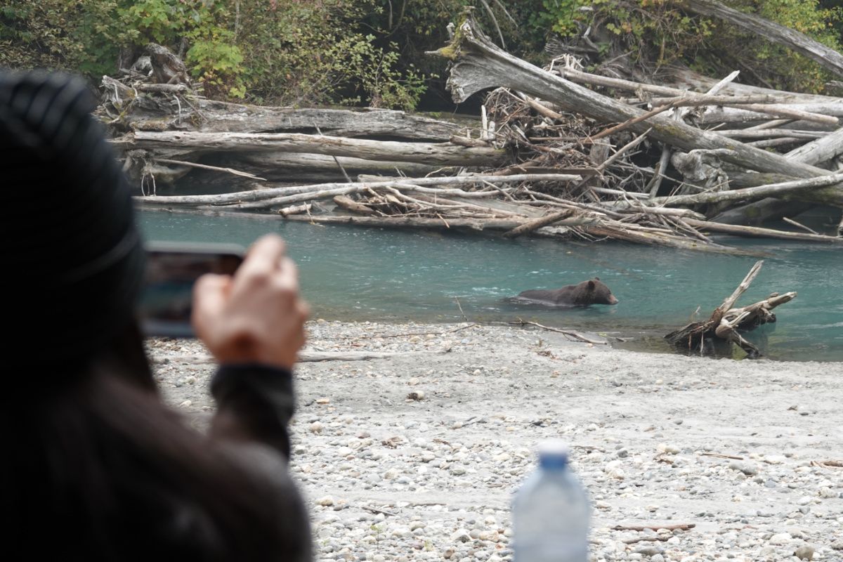 A grizzly bear is swimming in the river. In the back ground there are fallen trees piled along the bank. In the foreground there is a rocky beach and a person holding a phone taking a picture of the bear