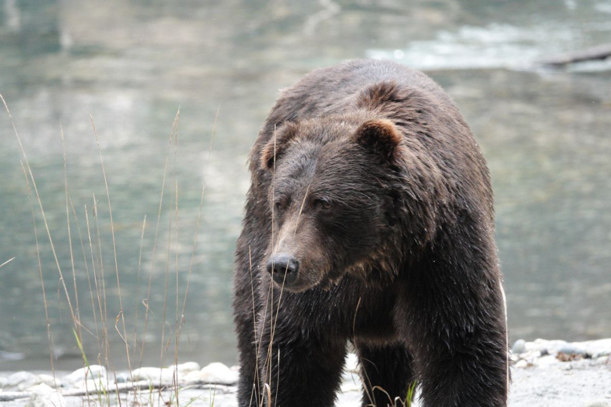 Image of a grizzly bear looking to the side.