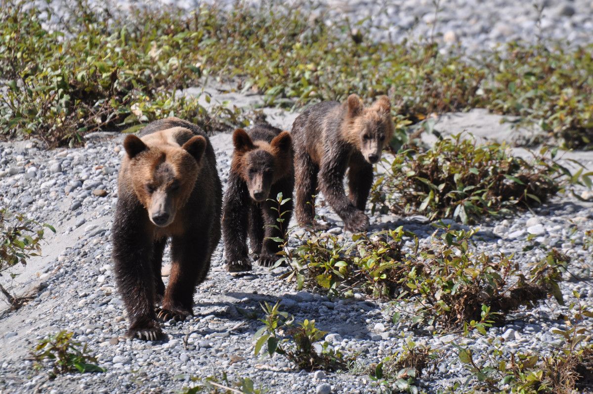 Sow Grizzly Bear walking along the rocks with two cubs following closely behind.