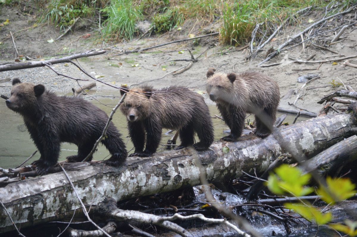 Two grizzly cubs walking along a fallen tree over the river.