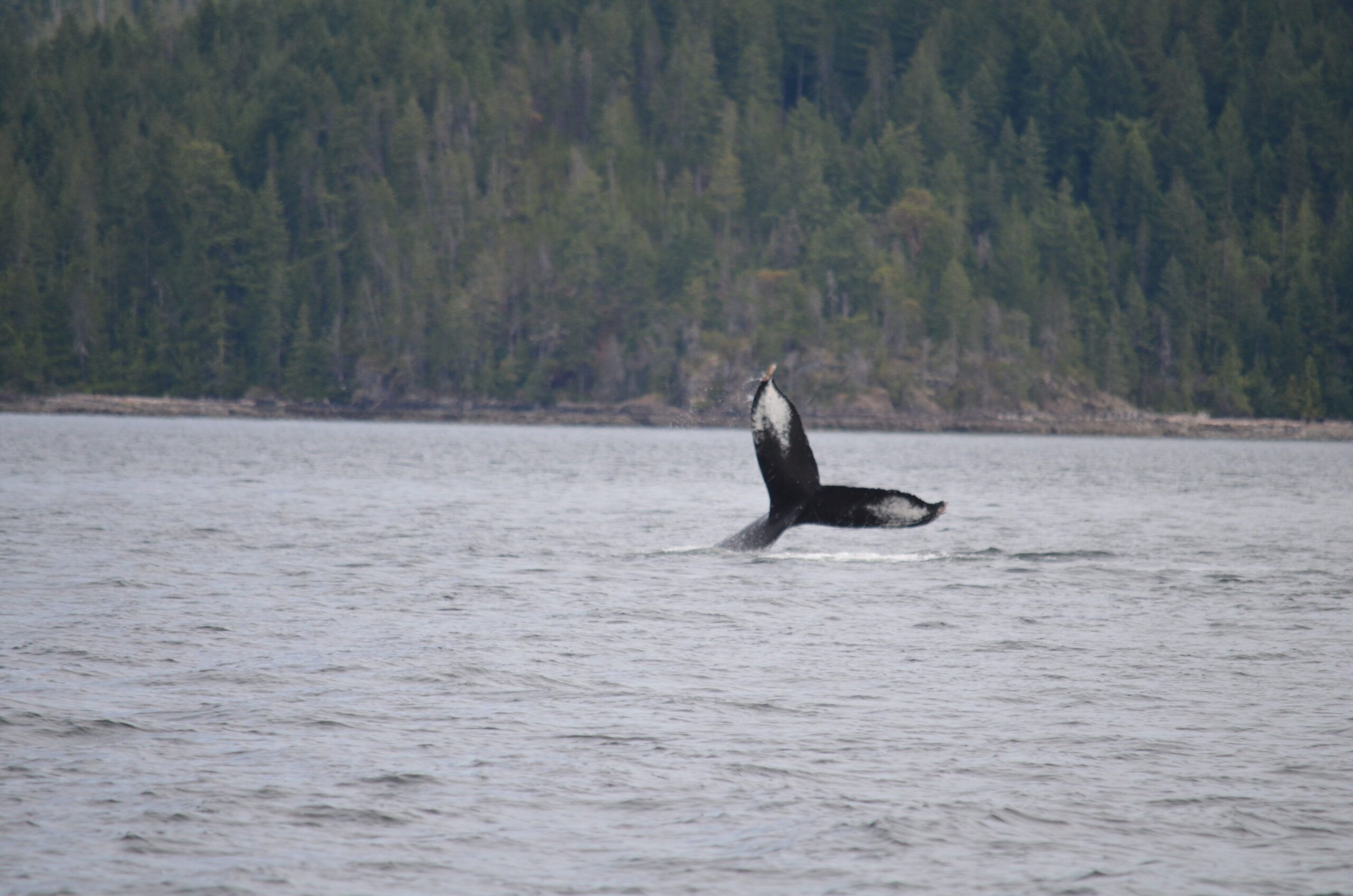 Humpback Whale Tail emerged from the water.