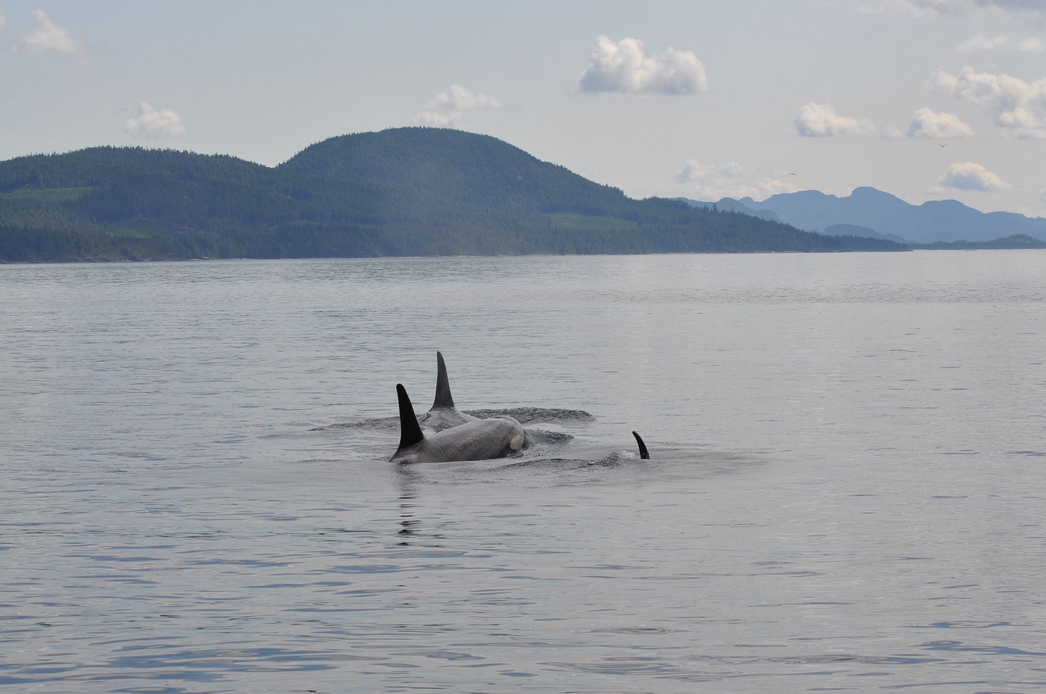 Three orcas popping up in the water. Hills in the background.