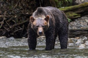 Grizzly Bear in the shallow water in the river.