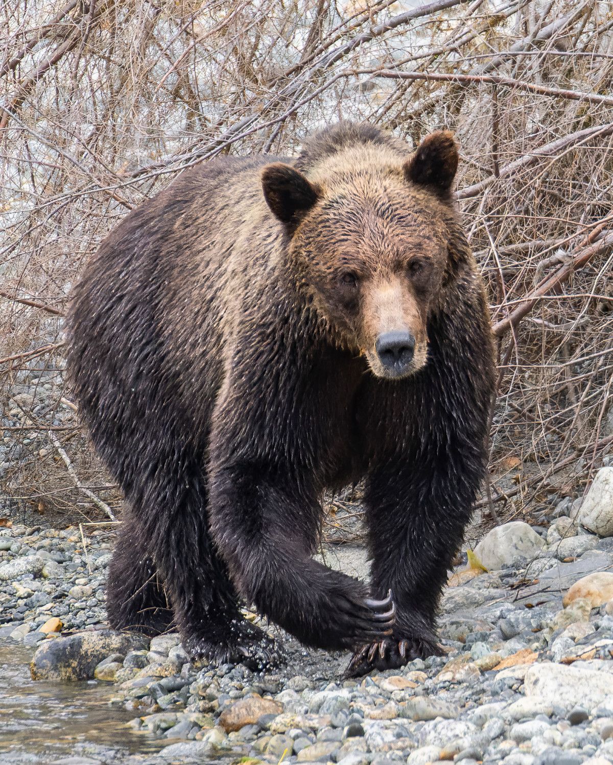 Image of a grizzly bear walking along the rocky riverside.
