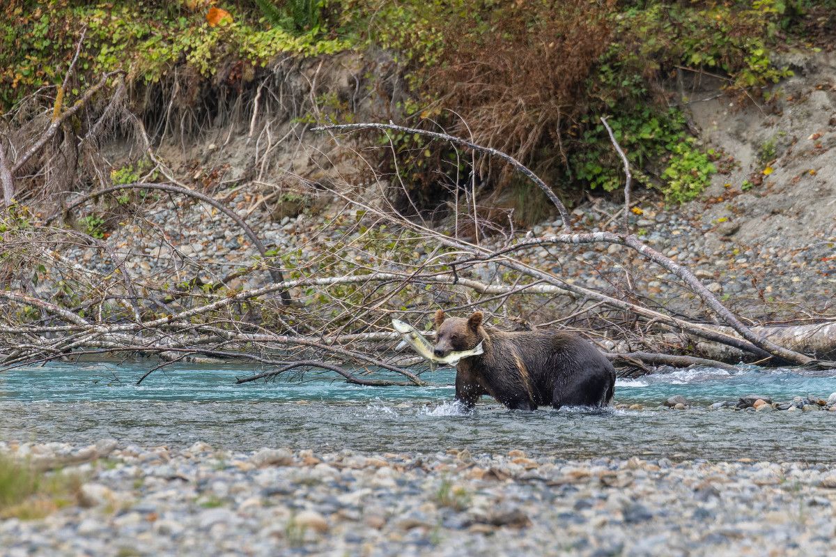 Grizzly Bear with salmon in its mouth walking through the river. There is a rocky shore in the foreground and fallen branches in the background.