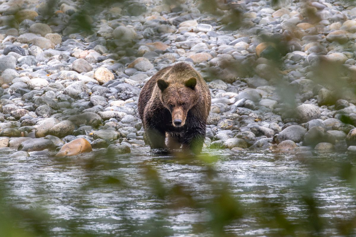 Grizzly Bear in the shallow water at the side of the river. The background is a rocky shore. There are out of focus leaves in the forground.