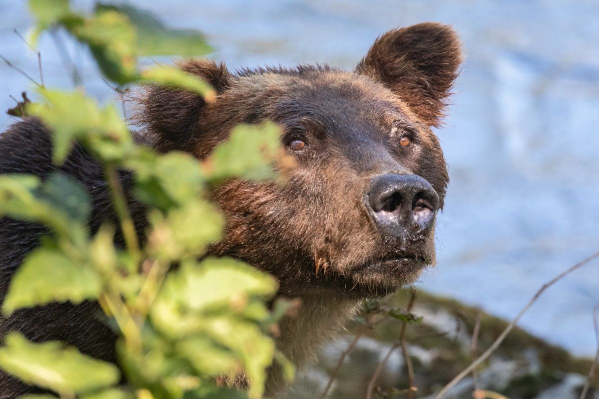 Close up image of a grizzly bears face with out of focus leaves in the foreground.