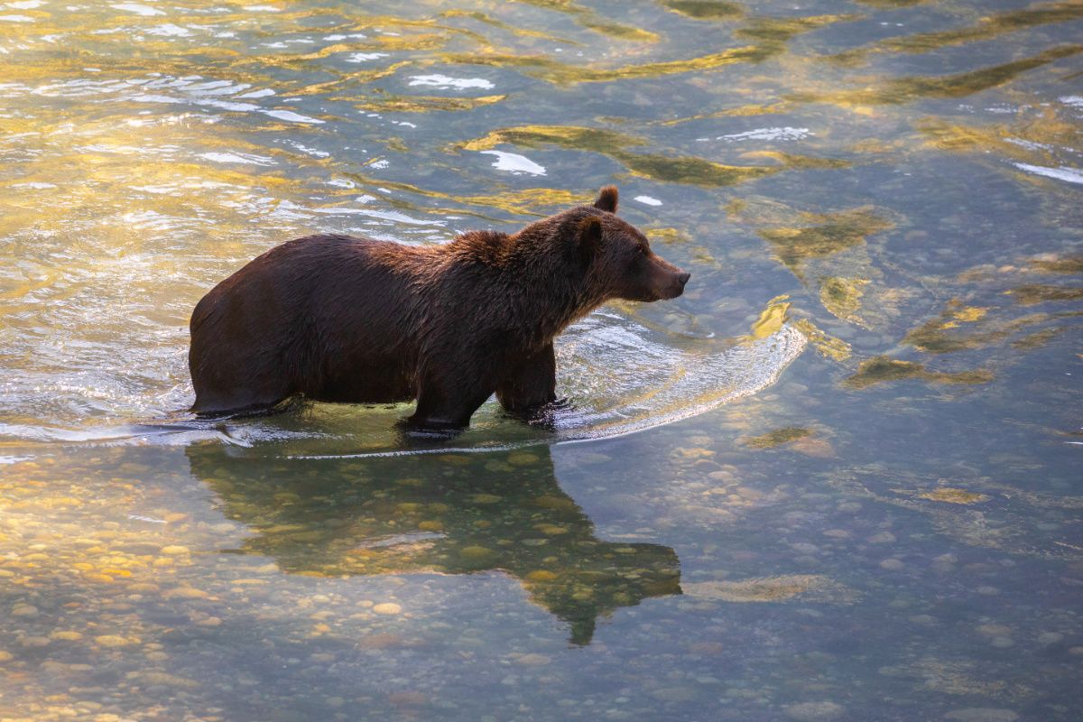 Grizzly Bear walking through the river with the sun reflecting off the water.