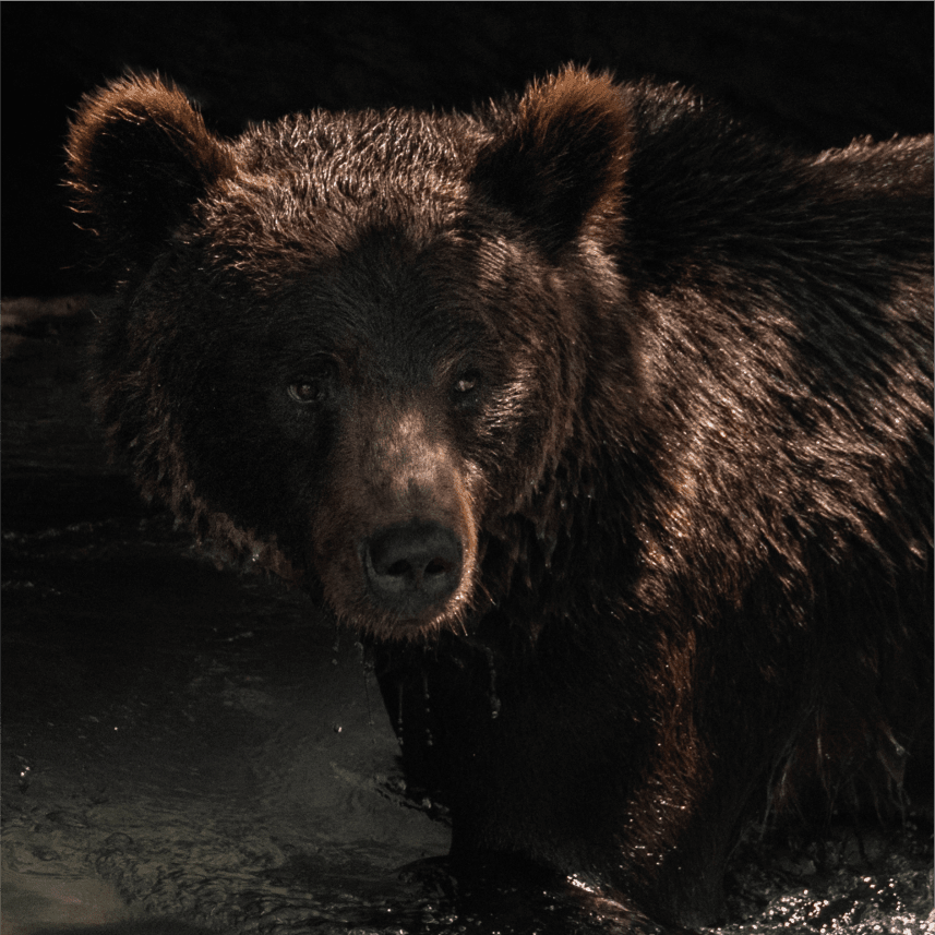 Close up image of a Grizzly Bear with shadows across its face. 