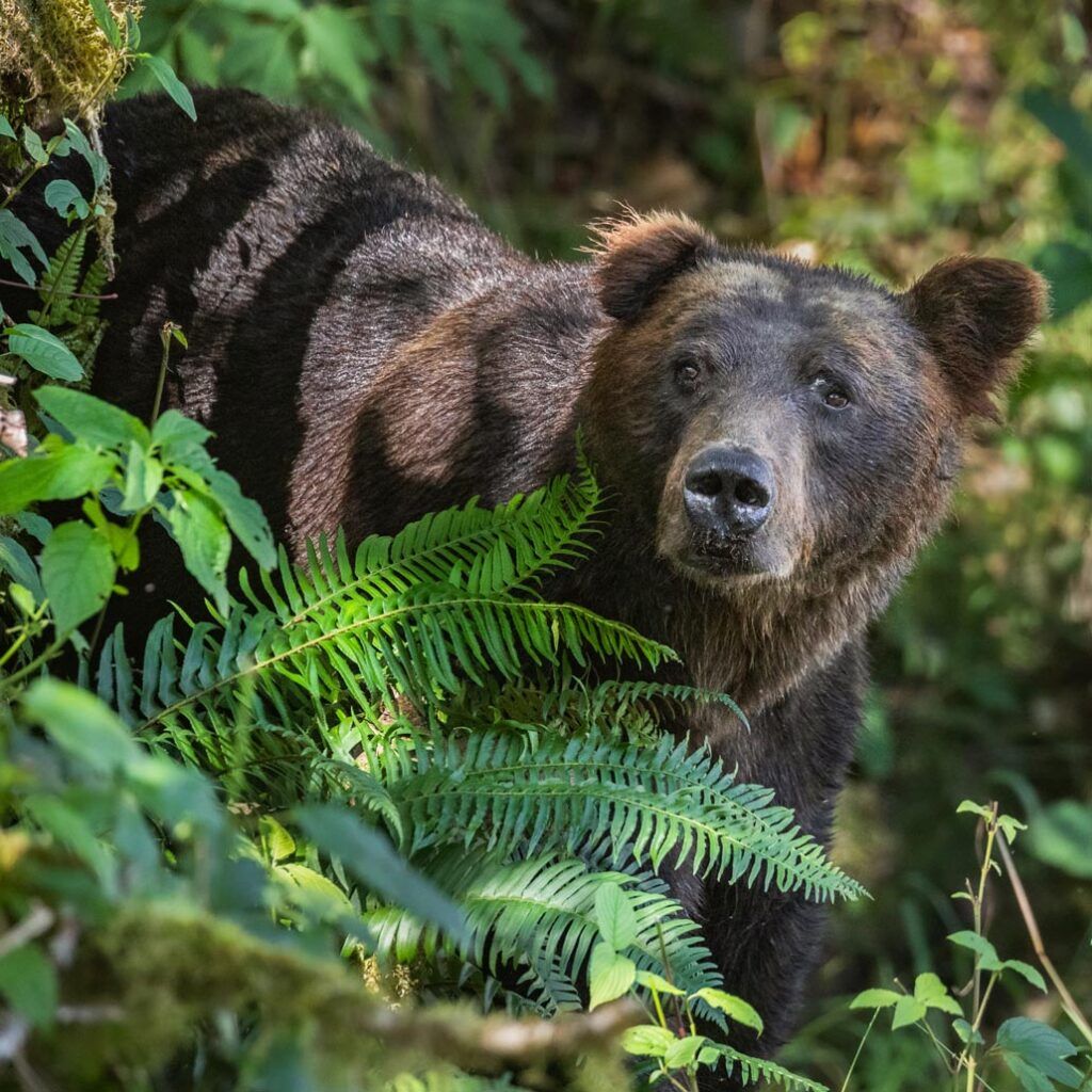 Grizzly Bear poking head out from ferns and foliage