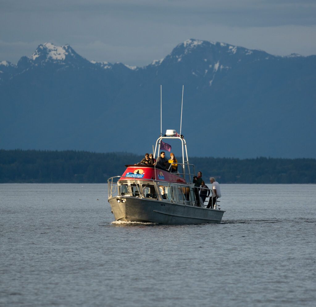 grizzly bear tours campbell river