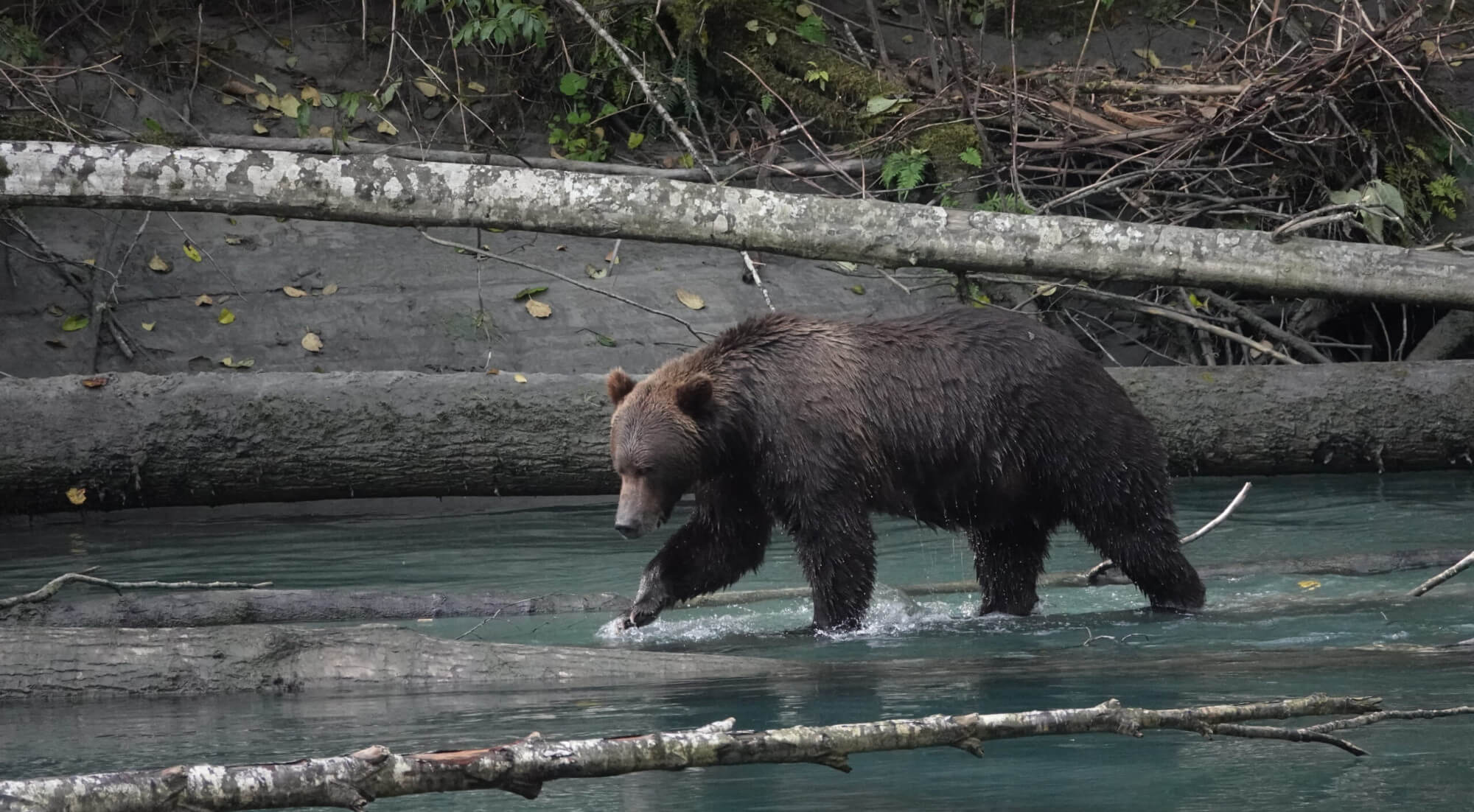 Grizzly Bear walking in shallow water in between fallen trees