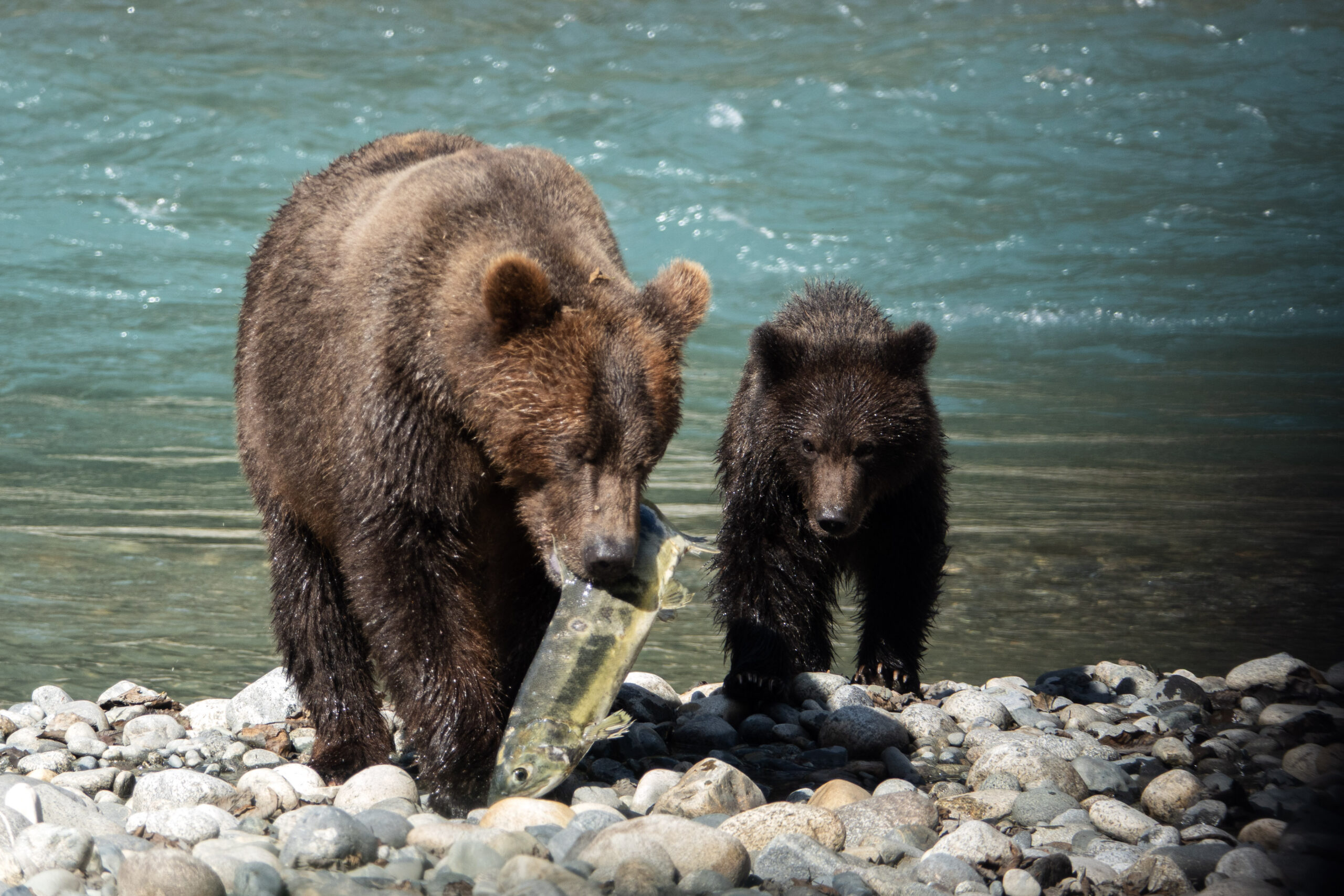 sow and cub bear with salmon